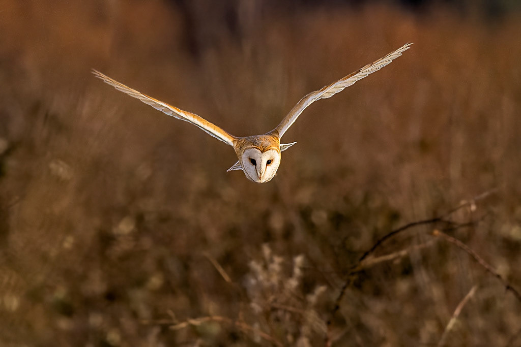 Barn Owl