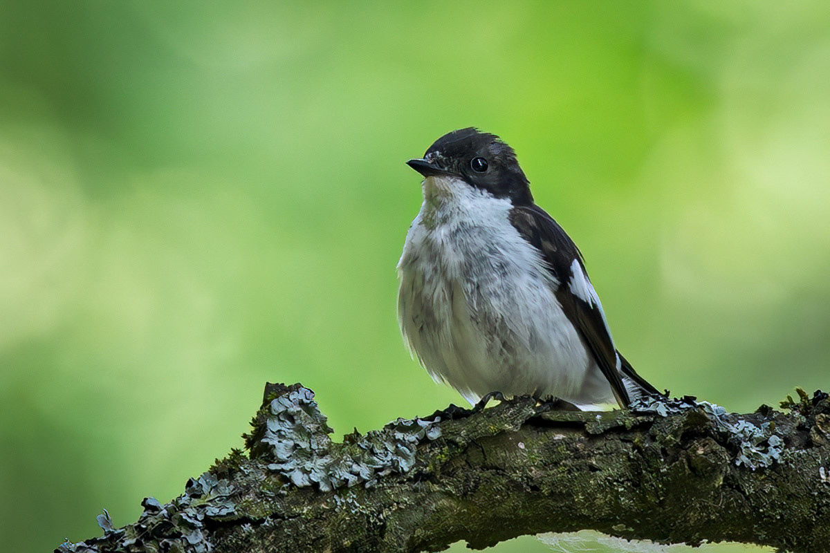 Pied Flycatcher