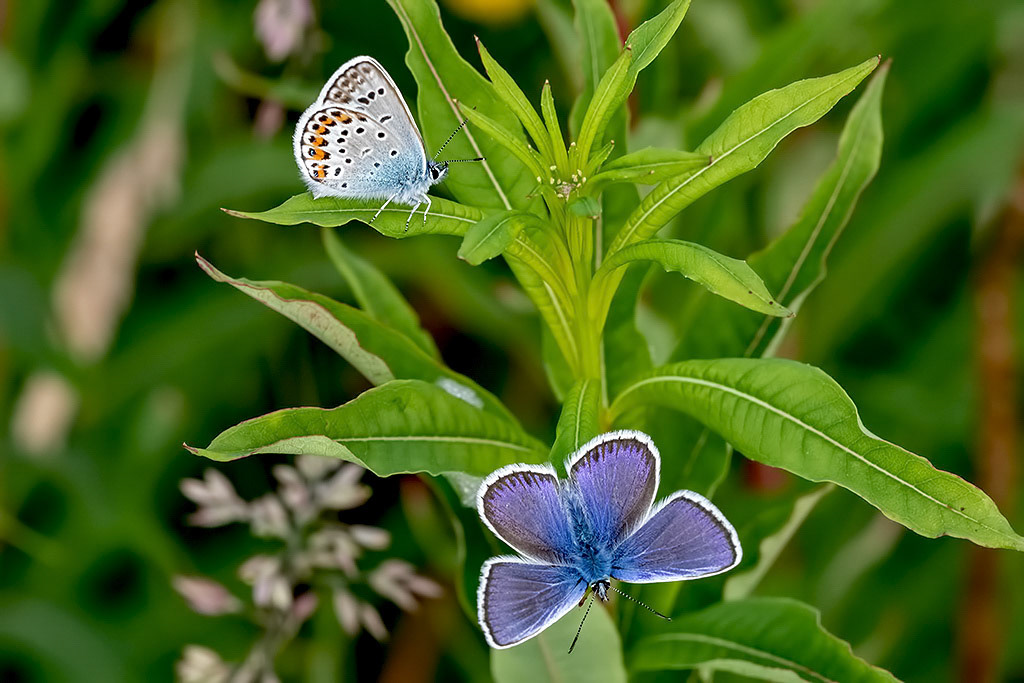 Silver-studded Blue