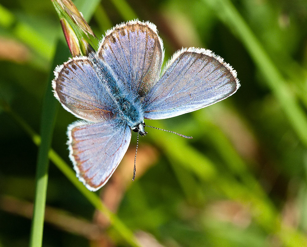 Silver-studded Blue
