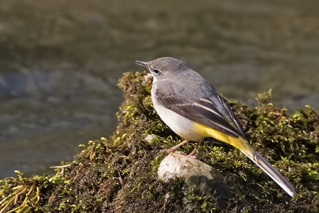 Grey Wagtail