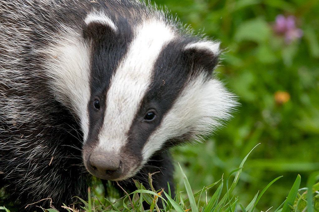 Badger