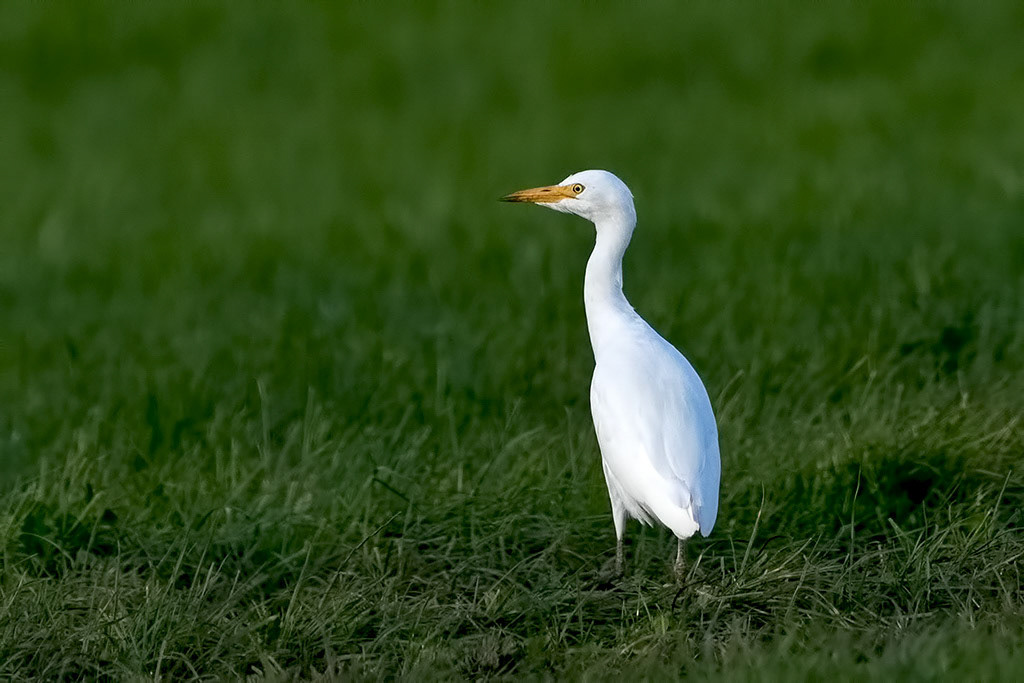 Western Cattle Egret