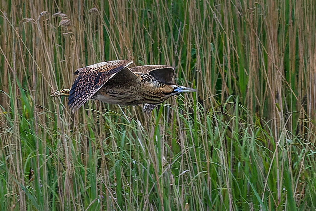 Bittern