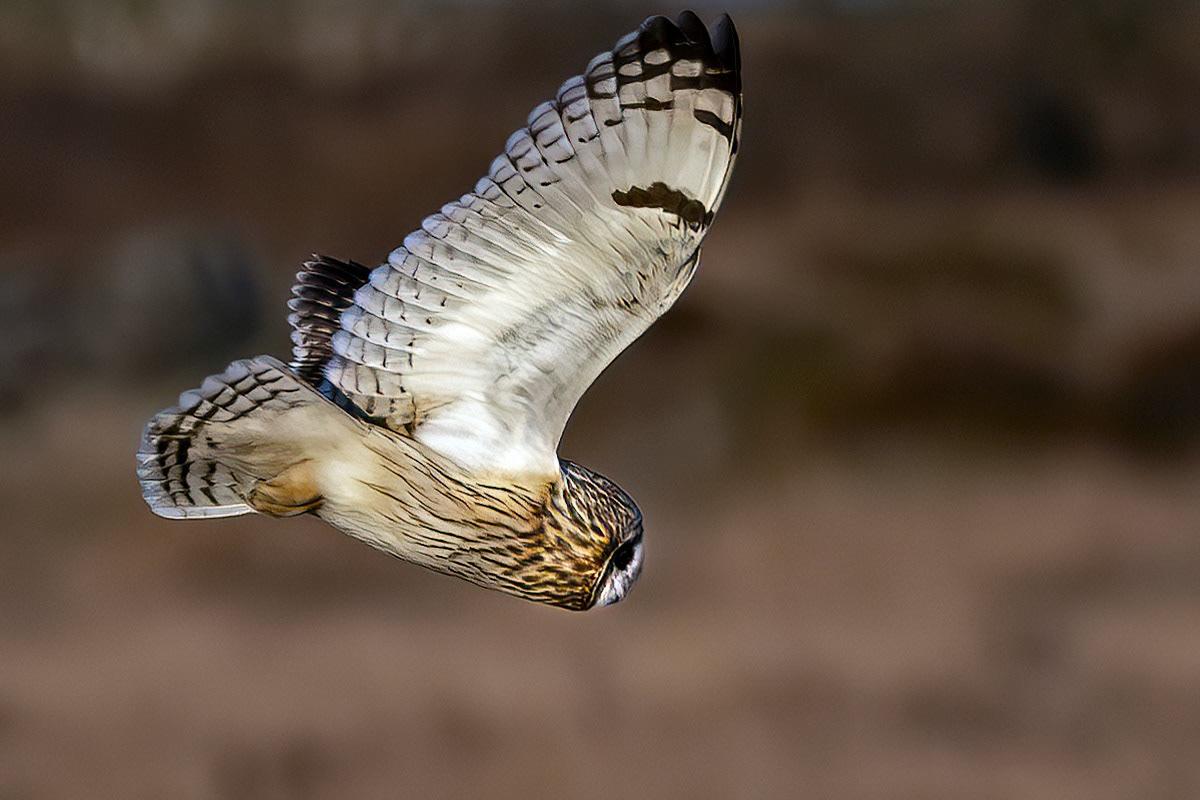 Short-eared Owl