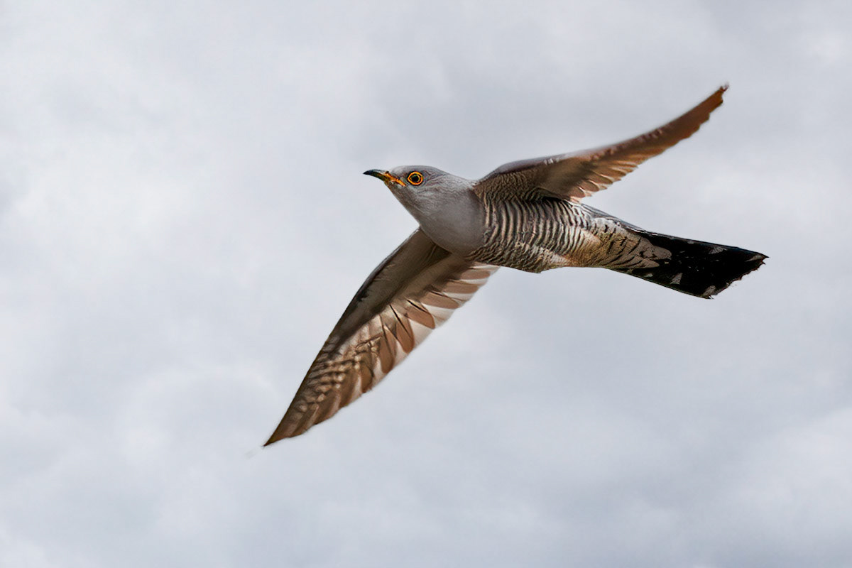 Cuckoo