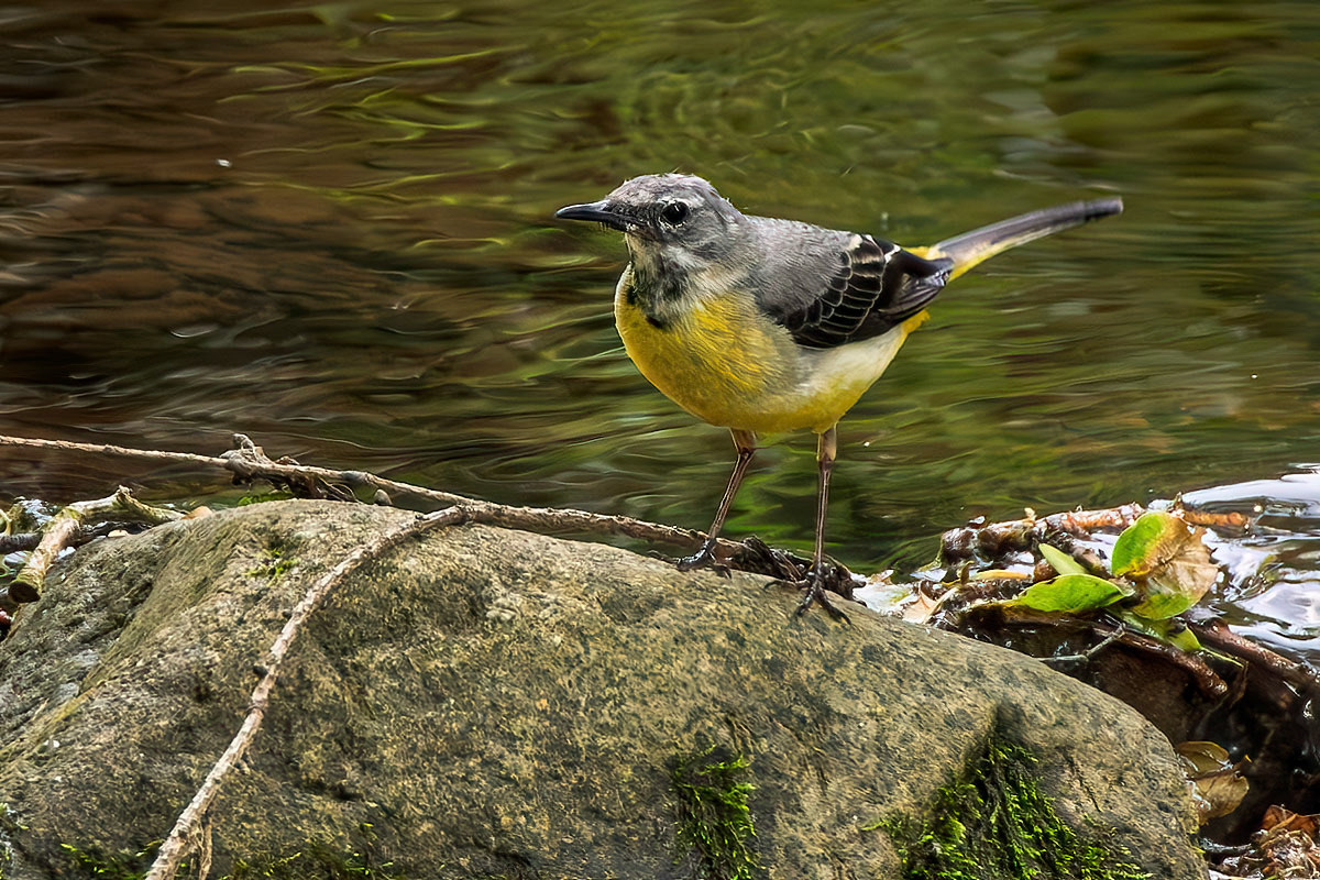 Grey Wagtail
