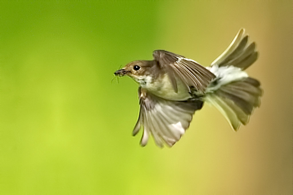 Female Pied Flycatcher