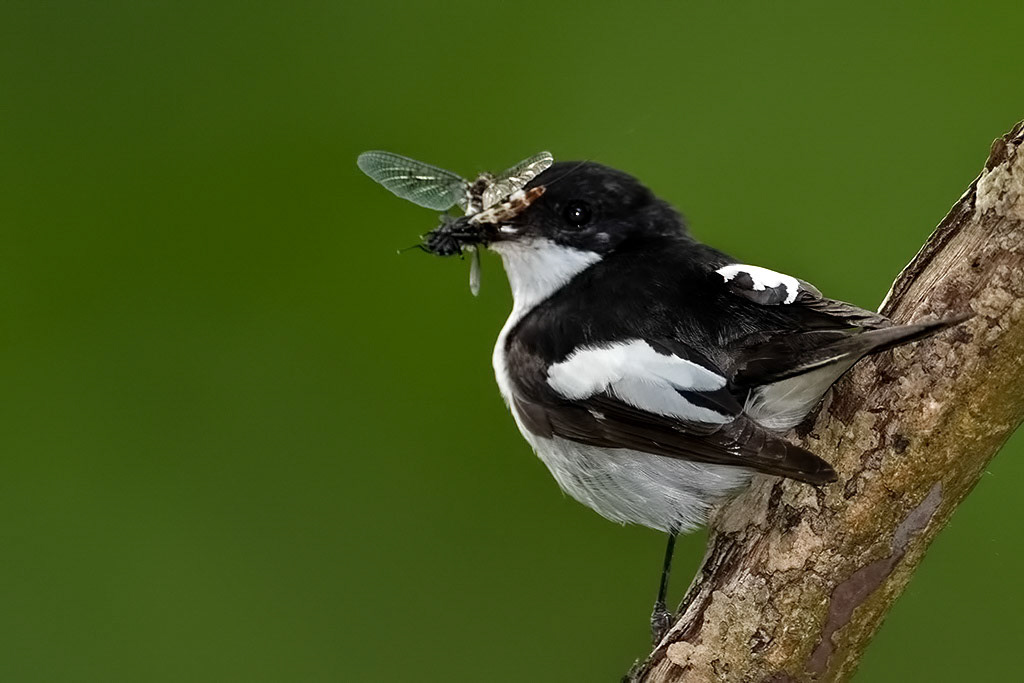 Male Pied Flycatcher