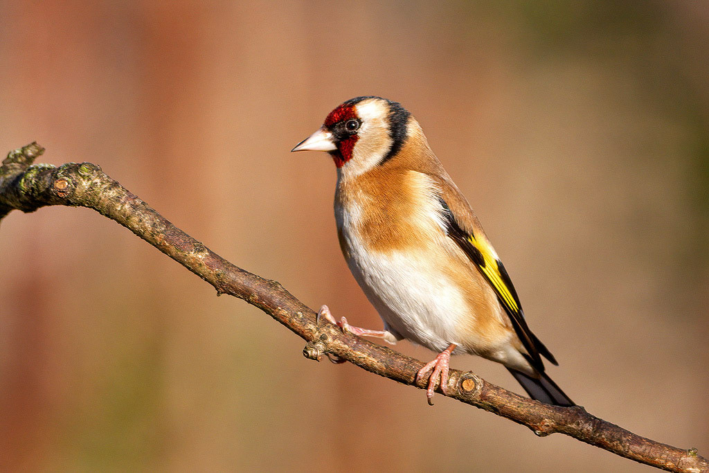 Goldfinch