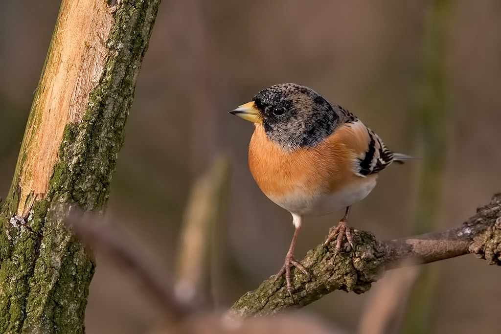 Brambling