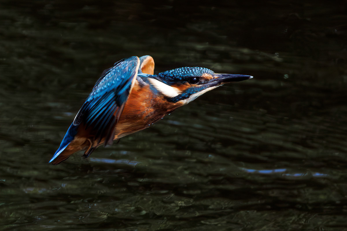 Kingfisher