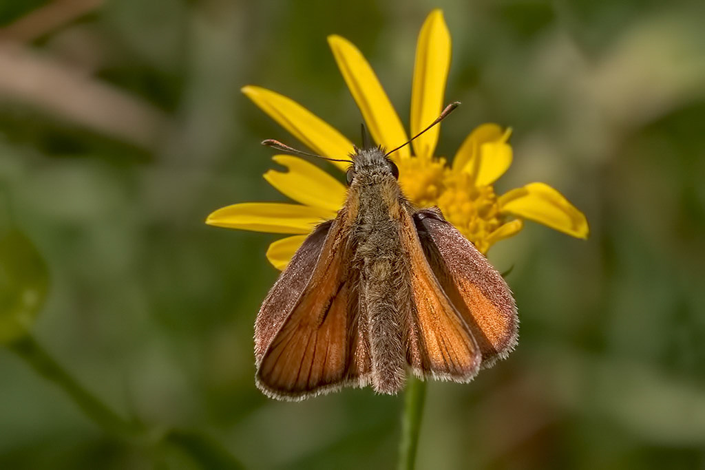 Small Skipper