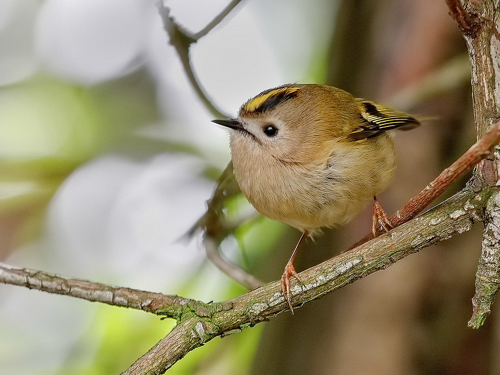 Goldcrest
