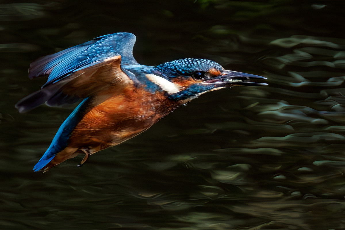 Kingfisher