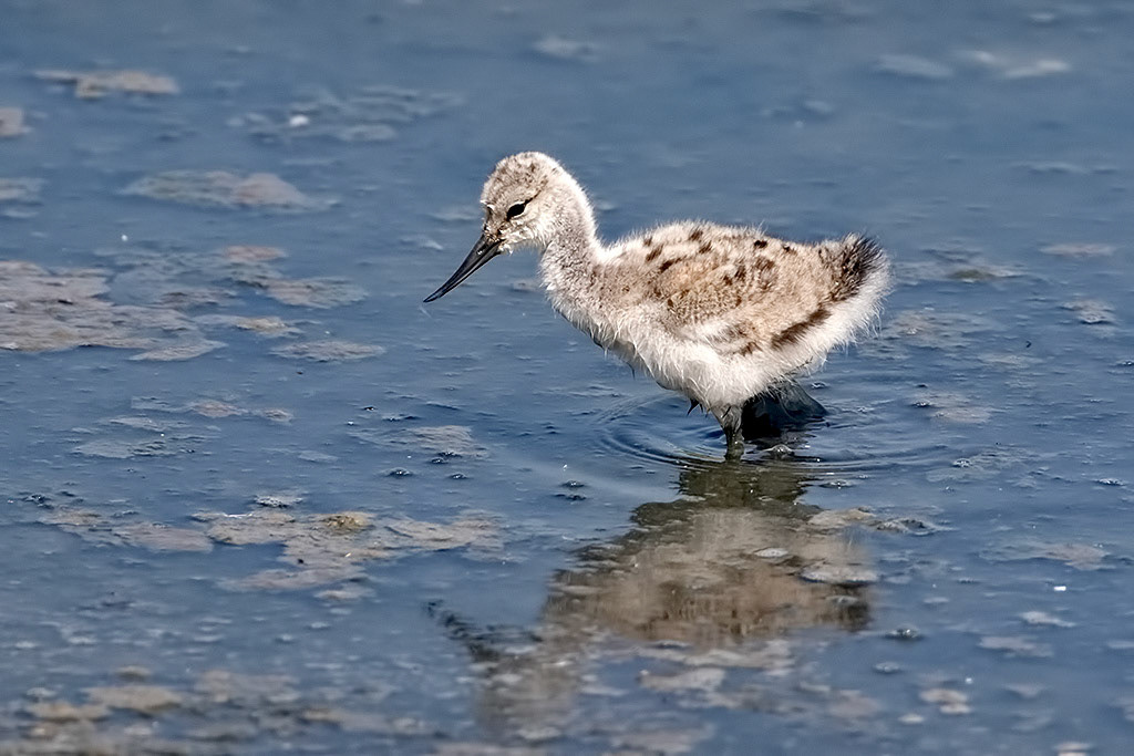 Avocet