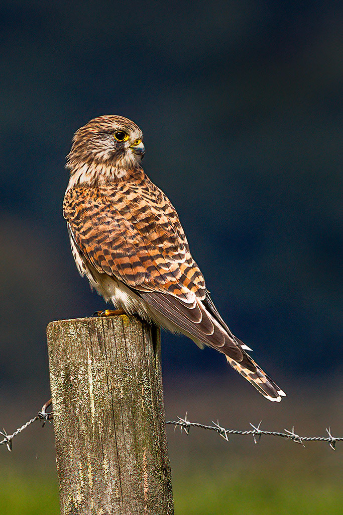 Kestrel