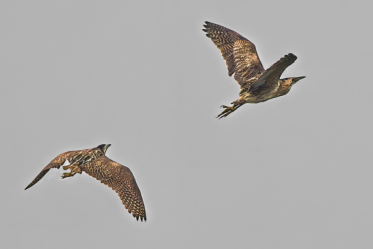 Bittern