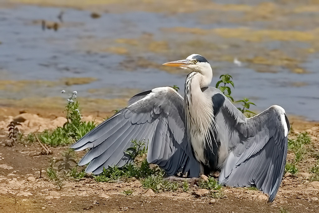Grey Heron