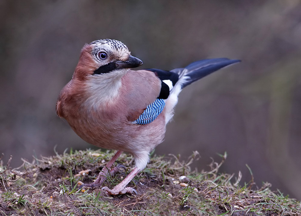 Jay