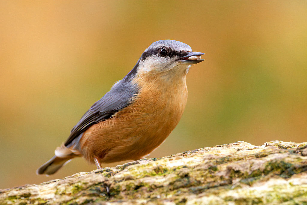 Nuthatch