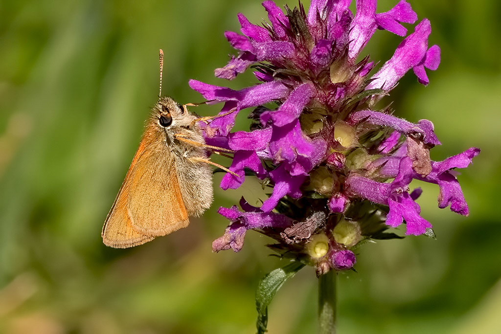 Small Skipper