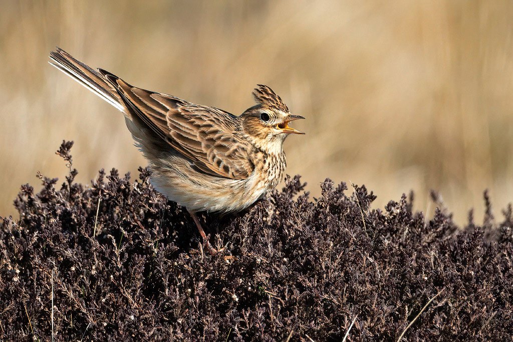 Skylark