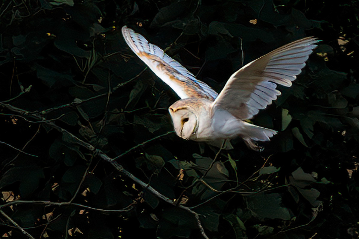 Barn Owl