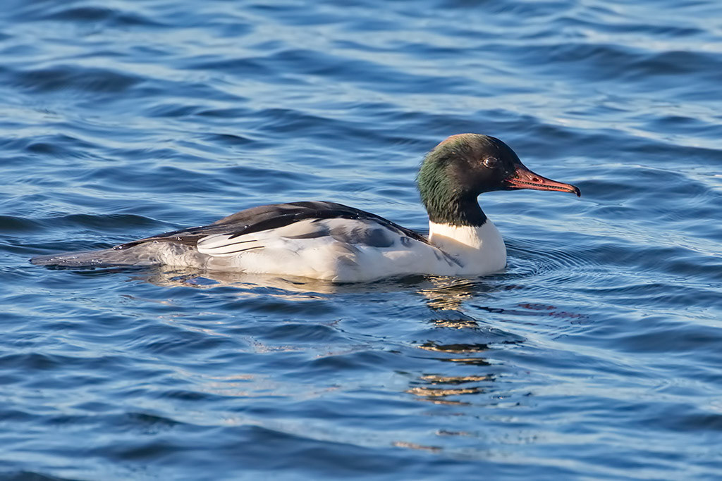 Goosander