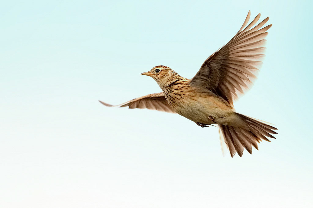 Skylark