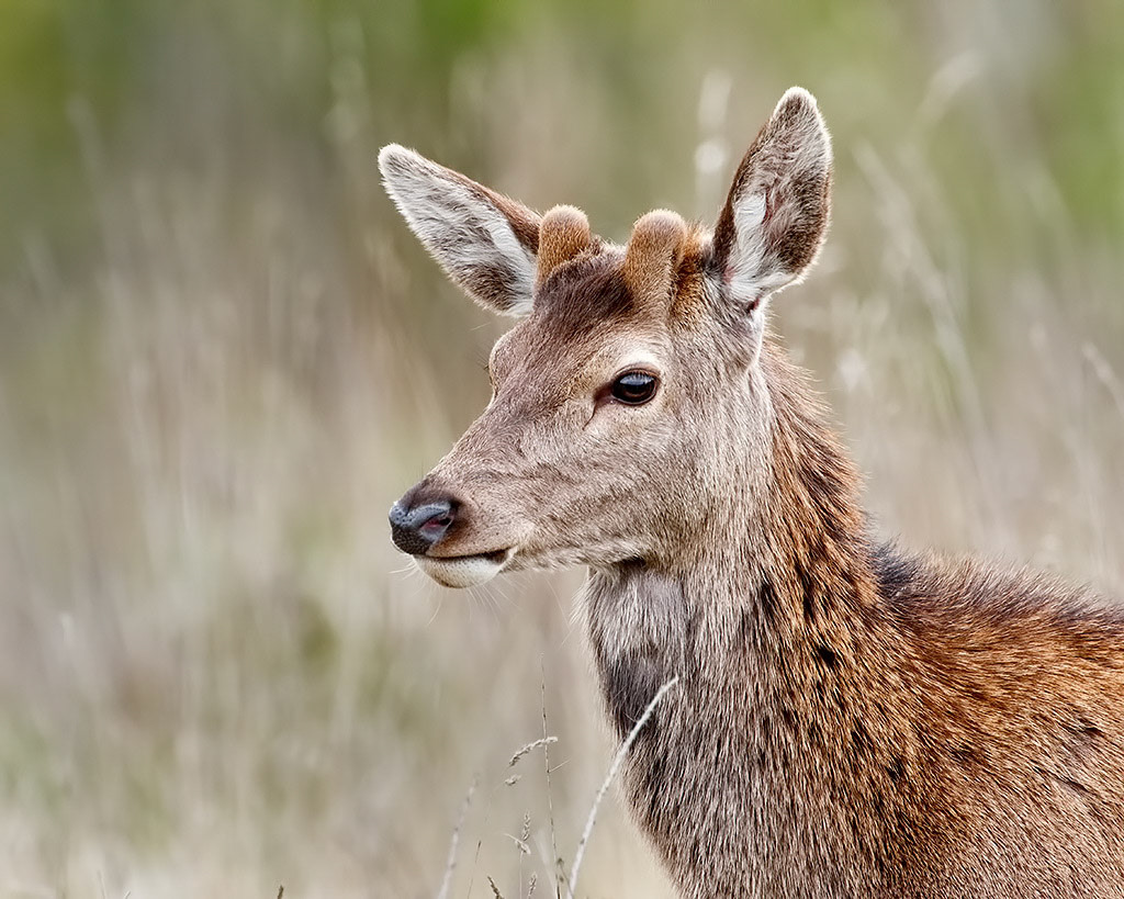 Red Deer