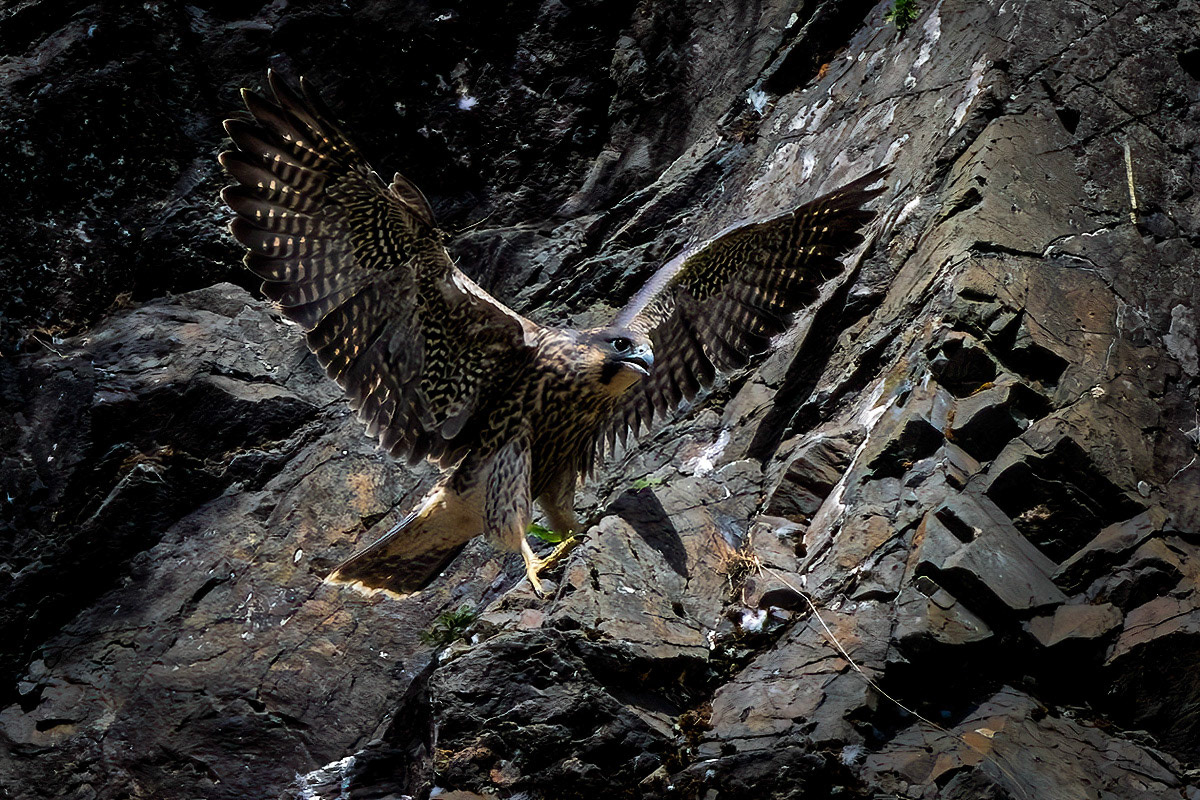 Peregrine Falcon