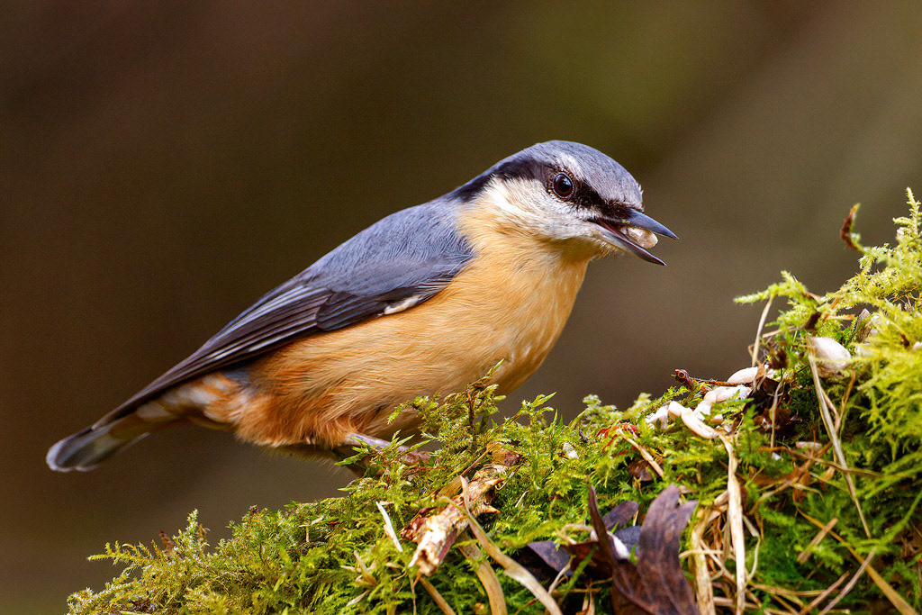 Nuthatch