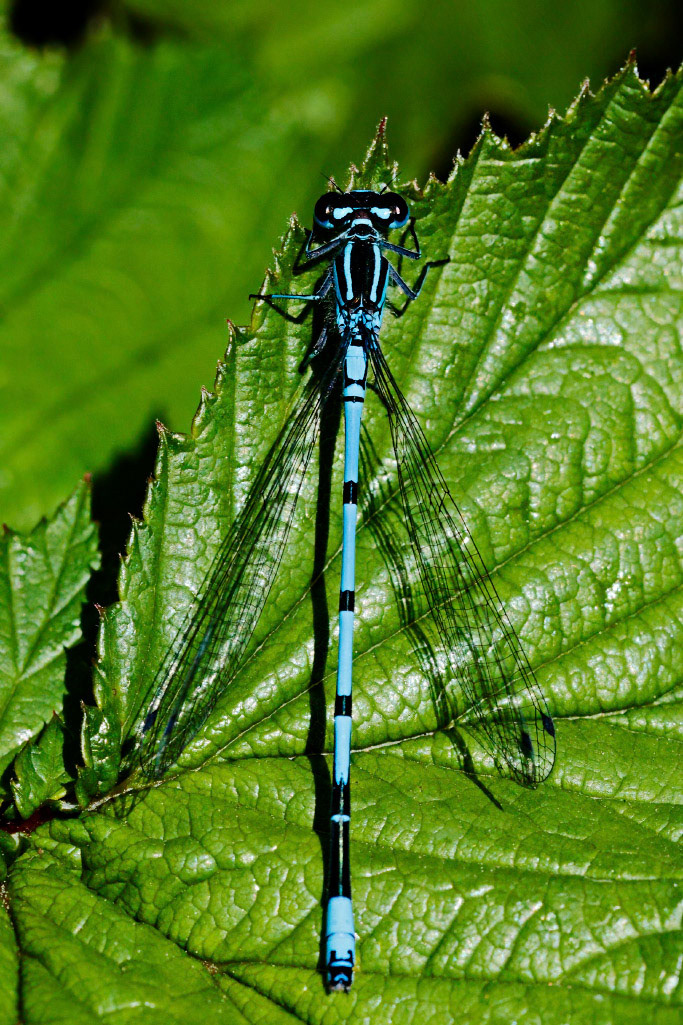 Azure Damselfly