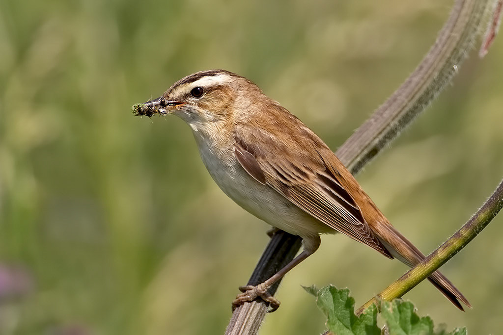 Sedge Warbler