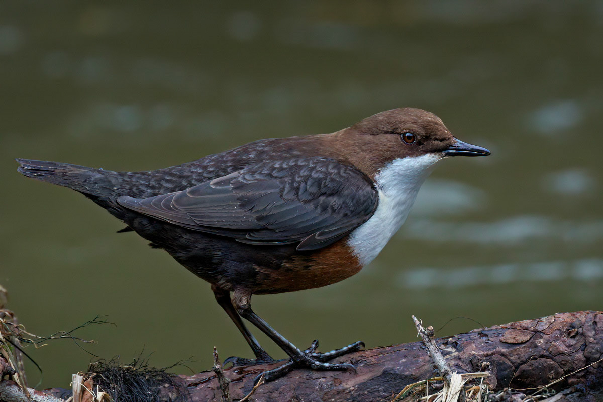 White-throated Dipper
