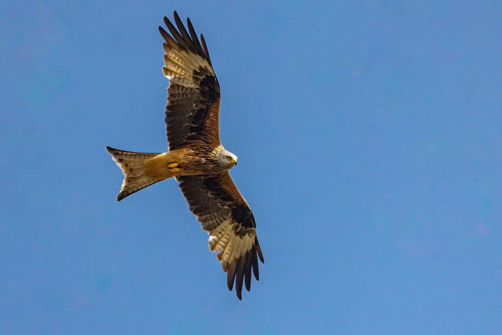 Red Kite