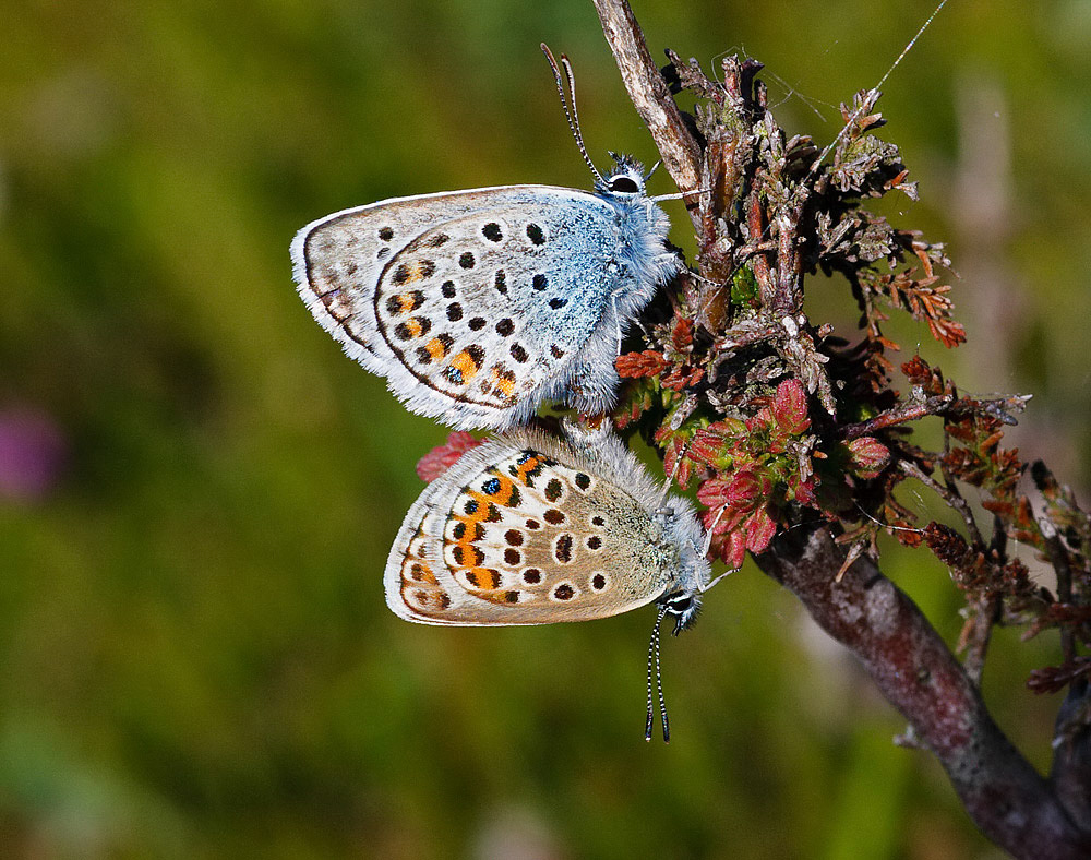 Silver-studded Blue