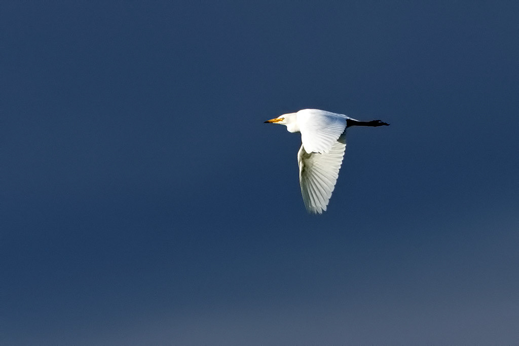 Western Cattle Egret