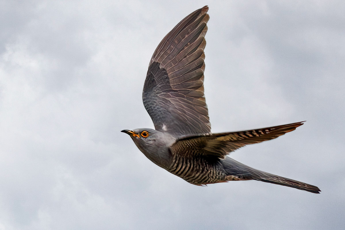Cuckoo