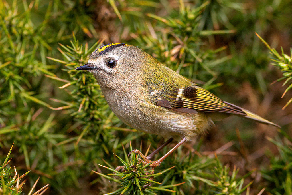 Goldcrest