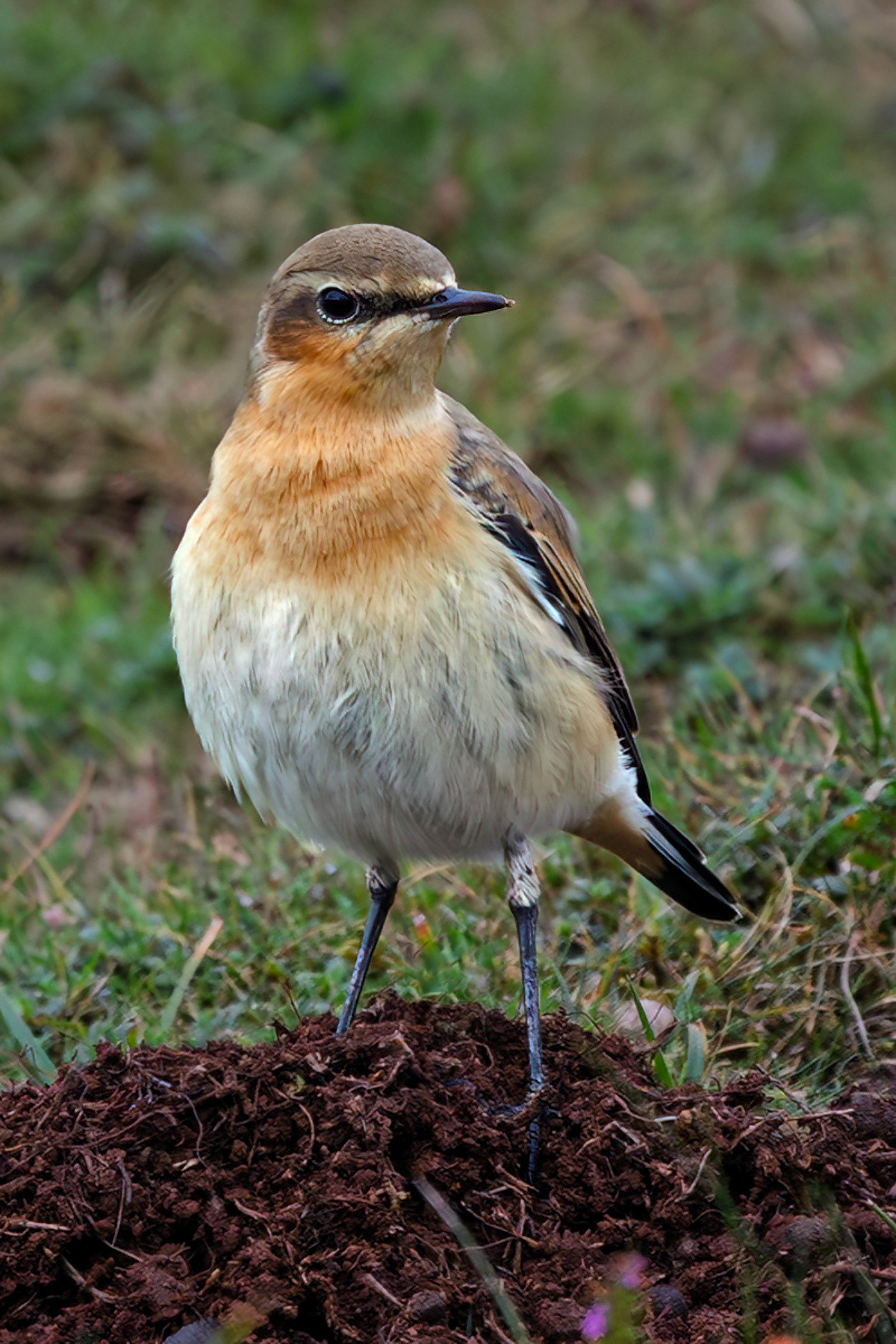 Northern Wheatear