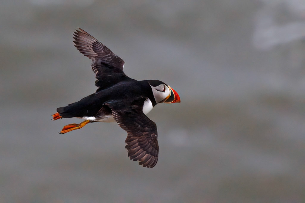 Puffin