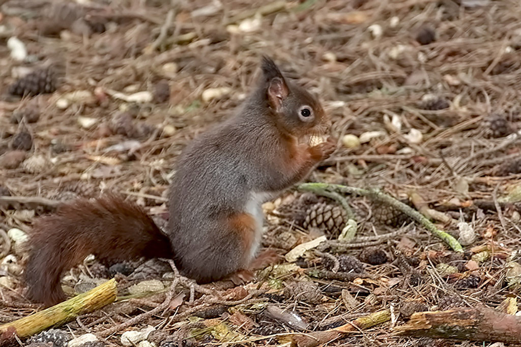 Red Squirrel