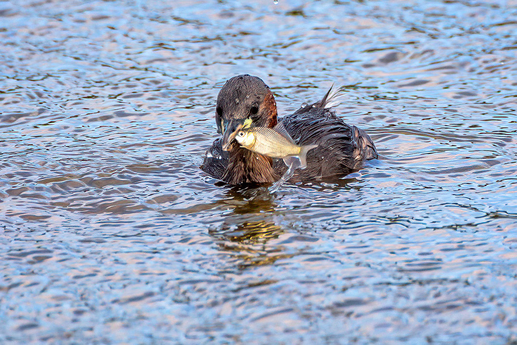 Little Grebe
