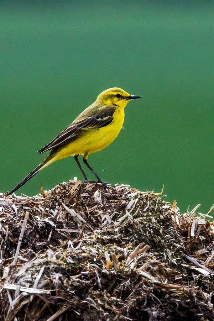 Yellow Wagtail