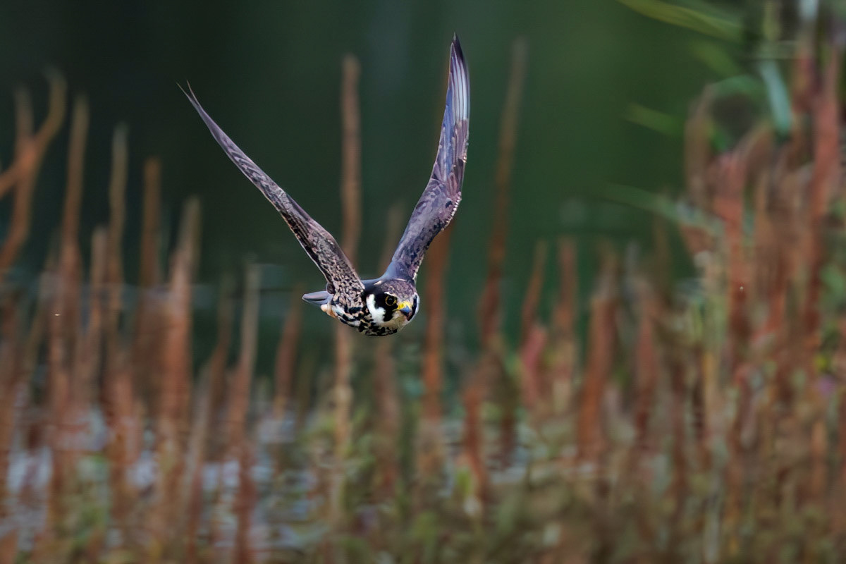 Hobby