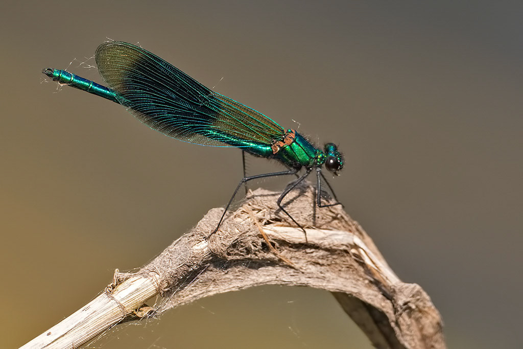 Banded Demoiselle