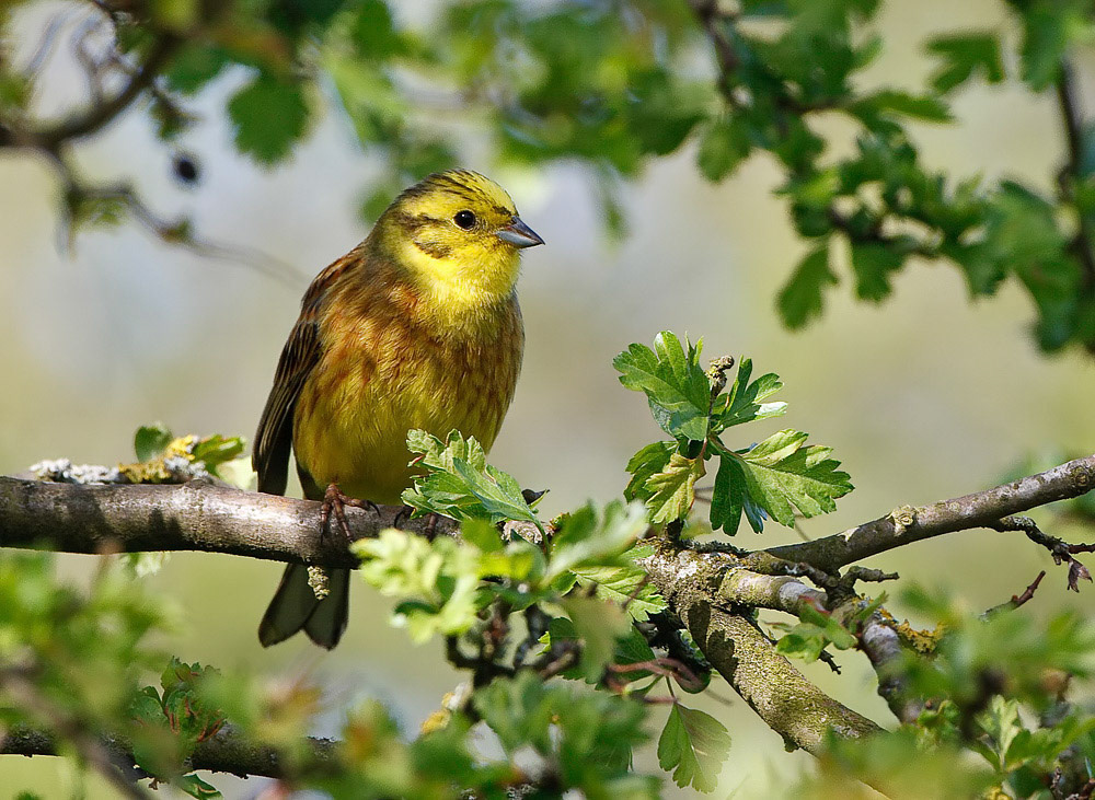 Yellowhammer
