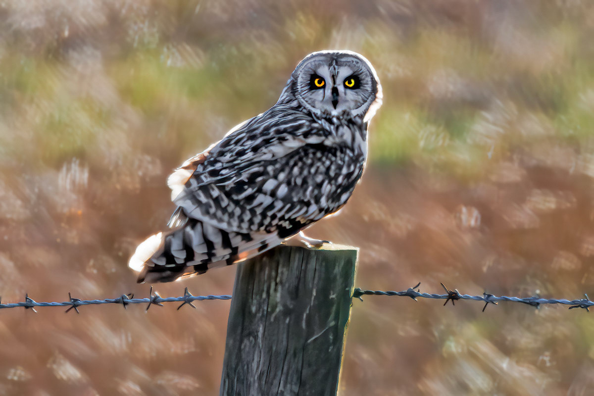 Short-eared Owl